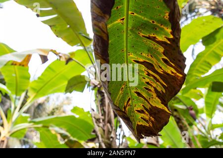 Banana tree disease, Symptoms of black sigatoka on banana foliage, Black sigatoka infected plant, Dry banana leaf surface. Stock Photo