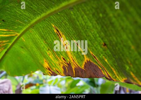 Banana tree disease, Symptoms of black sigatoka on banana foliage, Black sigatoka infected plant, Dry banana leaf surface. Stock Photo