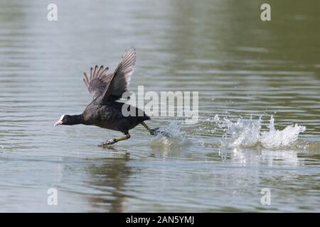 natural black coot (fulica atra) running on water surface Stock Photo