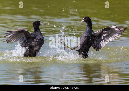 close-up two black coot birds (fulica atra) fighting in green water Stock Photo