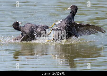 two natural black coots (fulica atra) fighting in water Stock Photo