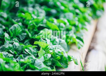 Watercress growing in the vegetable garden plant green leaf texture background / Fresh watercress salad and herb Stock Photo