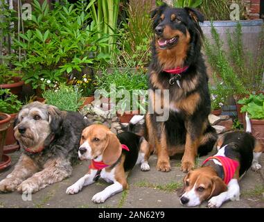 Four different and gentle dogs, sitting together, looking cute Stock Photo