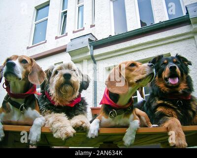 Four different and gentle dogs, sitting together, looking cute Stock Photo