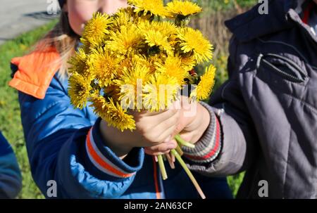 Girl and boy are holding a bouquet of dandelions. Spring bouquet of dandelions. Stock Photo