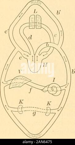 Anatomy, physiology and hygiene for high schools . ow of blood intothe ventricle is prevented. The blood is forced along thepulmonary artery to the capil-laries of the lungs by the forceof the beat of the ventricles, andfrom these capillaries into thepulmonary veins, and so back tothe left auricle of the heart. At the same time that the rightauricle is contracting upon theblood of the general circulationwhich it has received, the leftauricle is contracting upon theblood which it has received, asabove described, from the lungsby the pulmonary veins. Thisblood it forces into the left ven-tricle. Stock Photo