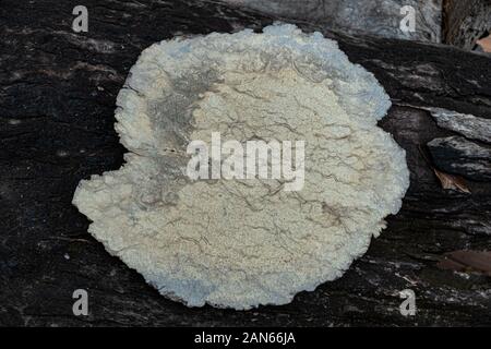 Nature white burl wood background texture, Exotic wooden beautiful with natural pattern Stock Photo