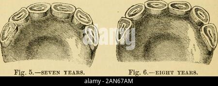 The family horse : its stabling, care and feedingA practical manual for horse-keepers . are usually examined to ascertain theage. There are six of these. They are covered by a fine whiteenamel enclosing the dentine or bony substance of the tooth. Ineach permanent incisor, when it first appears, is a large cavity orpouch, extending about one-third of the length from the crown. Thiscavity is lined with enamel, and the lower pait is filled with a darkcement. The incisors or cutting teeth, when new, are oval nearthe summit, and nearly triangular towards the roots. The teethof a horse usually wear Stock Photo