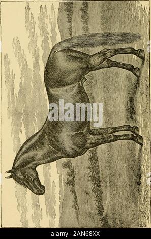 The family horse : its stabling, care and feedingA practical manual for horse-keepers . THE FAMILY HORSE; ITS STABLING, CARE AND FEEDING. A PRACTICAL MANUAL FOR HORSE-KEEPERS. BY GEORGE A. MARTIN ILLUSTRATED.familyhorseitsst00mart Stock Photo