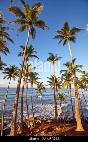 Coconut palm trees on a tropical island at sunrise, Sri Lanka.