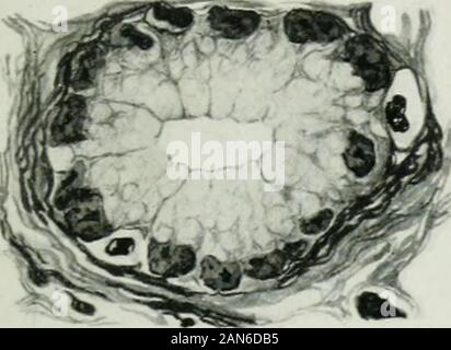 Quarterly journal of microscopical science . Fig.. Stock Photo