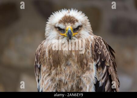Portrait (front view) of an Eastern Imperial Eagle (german: Kaiseradler). Bird of prey, looking into camera. Head with beak, eyes, feathers. Stock Photo