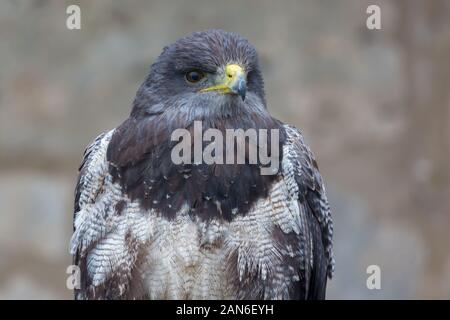 Front view / portrait of an Aguja (Geranoaetus melanoleucus). Also black-chested buzzard-eagle. Blue-white-brown feathers, brown eyes. Stock Photo