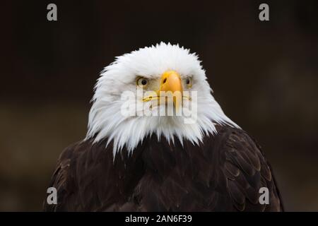 Front portrait of a bald eagle (haliaeetus leucocephalus, Seeadler), looking into the distance. Neutral, black background. National Symbol of the USA.