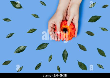Card with orange gerbera in women hands on blue background surrounded by green leaves. Flat lay, top view, copy space. Stock Photo