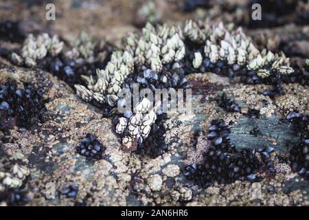 Precious wild barnacles and mussels settled on a seaside rock Stock Photo