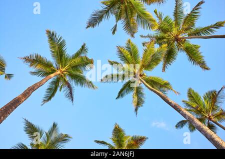 Looking up at coconut palm trees against the blue sky. Stock Photo