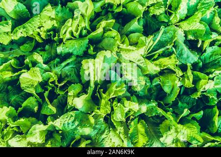 Natural seamless background of fresh green lettuce salad in sunlight Stock Photo