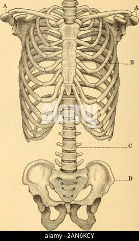 Anatomy, physiology and hygiene for high schools . Sacrum, made of five vertebrae.. Skeleton of trunk. A, A, seapulie and cla^^cles forming pectoral girdle; B, ribs and sternxini forming thorax; C, vertebral column ; D, pelvic girdle. 42 THE SKELETON 43 to the front of the thorax to attach by their cartilages to thesternum. Upon each side seven ribs attach separately.The next three connect with one another, and all together Stock Photo