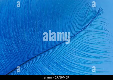 Close up of Classic blue feather texture background. Color trend of 2020 Stock Photo