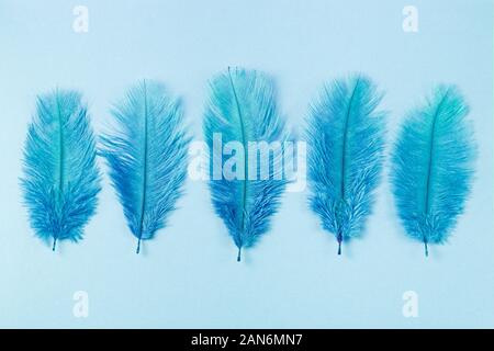 Group of fluffy feathers in a row on light blue background Stock Photo