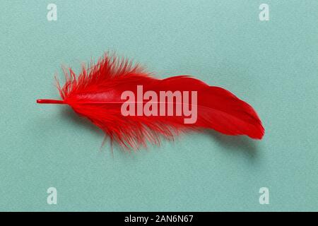 Close up of single red feather on mint green background Stock Photo