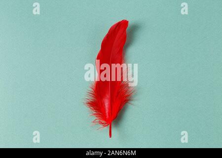 Close up of single red feather on mint green background Stock Photo
