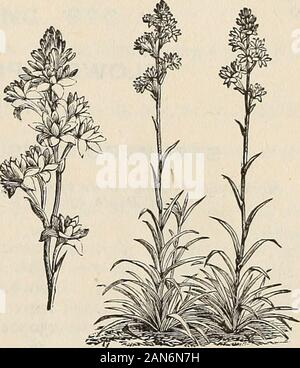 Autumn catalogue 1894 : bulbs . ht orange red; large .05 .35 2.50 Grandifiora Alba. White, crimson-spotted cup .05 .35 2.50 These old favorites areconservatory, they are charming TROP/EOLUM. very beautiful when well grown. As climbers for window or Each. Tropaeolum Tricolorum, scarlet and black #0.12 Jaratti, bright scarlet and yellow .12 Pentaphyllum, scarlet and green .35 Polyphyllum, fine deep yellow .40 TUBEROSES. We make a specialty of these, having our bulbsgrown annually, in large quantities, on contract; planted,cultivated, and dried in the most careful manner, thussecuring sound bulbs Stock Photo