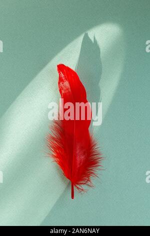 Close up of single red feather on mint green background Stock Photo