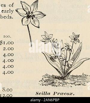 Autumn catalogue 1894 : bulbs . white, double flowers. Excellent for forcingpurposes. 35 cents per dozen. SCHIZOSTYLIS. Each. Per Doz. Per 100. Coccinea {Kaffir Lily or Crimson Flag). Flowers rosy scarlet,borne on tall spikes like the Gladiolus, but m^re slender andneat in form. The bulbs should be wintered in the conserva-tory where the established plants bloom in great profusion.Set out in the open garden in May $0.05 $0.30 #2.00 SCILLA, All the Scillas are beautiful, producing graceful spikes ofelegant bell-shaped flowers of various hues; hardy, earlyflowering; one of the best spring flower Stock Photo