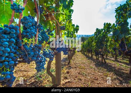 Ripe red wine grapes on vines at Picerno Basilicata Italy Stock Photo