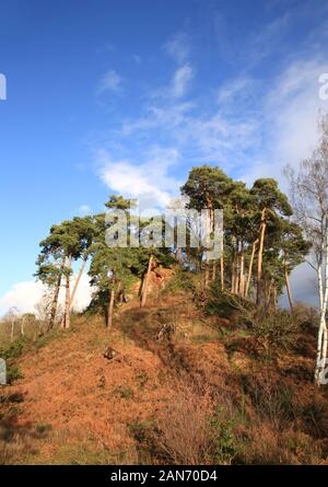 The Devil's spittleful hill in the Rifle range nature reserve, Bewdley, Worcestershire, England, UK. Stock Photo