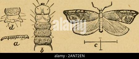 A preliminary introduction to the study of entomologyTogether with a chapter on remedies, or methods that can be used in fighting injurious insects; insect enemies of the apple tree and its fruit, and the insect enemies of small grains . Fig. 63.—CaecEc/a rusaceana: im-ago, larva, and pupa. [AfterForbes.] Fig. 64.—Apple-leaf Tytr {Teras cin-drella): a, larva; b, pupa; c, imago.[After Riley.]. Fig. 65.—The Strawberry Leaf-roller (Phozopteriacomptana): a, larva, natural size; b, mugnifled; c,moth, a little enlarj,ed. [EuKraved after cut inSaunders Insects Injurious to Fruits.] constructing tubes Stock Photo