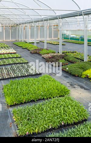 BUCKINGHAMSHIRE, UK - September 14, 2019. Garden plant seedlings growing inside a commercial nursery greenhouse in the UK Stock Photo