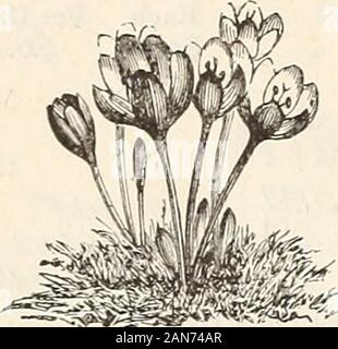 Autumn catalogue 1894 : bulbs . Chionodoxa Lucillice.. COLCHICUM. These lovely hardy little flowers spring into bloom, as if by magic,in September. The leaves appear in spring and the flowers, which areof a variety of colors, greatly resemble the crocus. Each. Per Doz. Per 100. Autumnale, mixed colors $0.05 $0.45 $3.00 Autumnale alba, pure white .... .10 1.00 6.00 Colchicum. Stock Photo