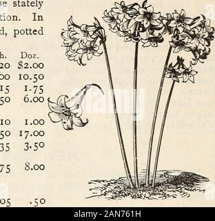 Autumn catalogue 1894 : bulbs . Each. Per Doz. Per ioo- Neapolitanum, remarkably beautiful, with large heads of pure white flowers; excellent for forcing and out-of-door culture; much used by florists $0.03 $0.25 $1.50 Molle, bright yellow; very showy border plant .03 .25 1.50 10 FABQUHABS AUTUMN CATALOGUE. AMARYLLIS. The fine colors and handsome forms of these statelyplants recommend them to far more general cultivation. Ina mixture of good loam, rotten manure, and sand, pottedfirmly, they will last for years. Each.Belladonna Major, delicate silvery rose . $0.20Defiance, carmine, with white s Stock Photo