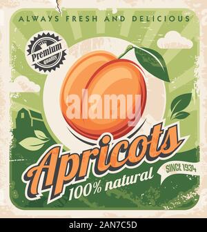Apricots vintage poster design. Organic and natural farm fruits retro sign. Juicy apricot on green background. Vector image. Stock Vector