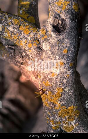 Yellow foliose lichens growing on a tree bark Stock Photo