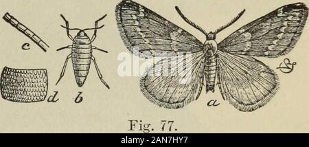 Report of the Commissioners . Eiff. 75.. Fig. 76. Fig. 74 shows the larva and egg and Fig. 75 the moths, male and female, of vervata, the spring form ;while Figs. 76 and 77 represent similar stages of the autumn insect. has been very troublesome in many parts of the United States, attacking not only theapple tree but several varieties of shade trees, particularly the elm. REMEDIES. Various means have been resorted to to prevent the female from climbing up thetrees and depositing her eggs. Strips of tin or zinc have been fastened about the tree,about three inches wide and sloping downwards, lik Stock Photo