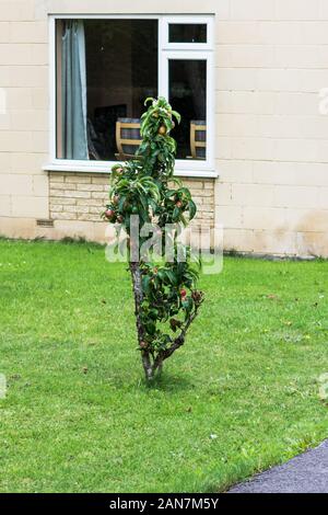 A dwarf apple tree with red and green fruits grown in the middle of a front lawn with the house in the background Stock Photo