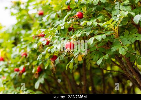 A hedge of Rosa rugosa (rugosa rose, beach rose, Japanese rose, Ramanas rose, or letchberry) in the autumn with prominent red rosehips Stock Photo