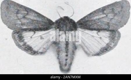 As nature shows them; moths and butterflies of the United States, east of the Rocky mountainsWith over 400 photographic illustrations in the text and many transfers of species from life . - two inclies long, covered. Phragniatobia rubricosa. with long dark brown hairs on the back and lighter liaii-s on thesides. The spiricles along the sides are white, and the skin of thecaterpillar is ^ellowisli. In the fall the caterpillar conceals itself 128 MOTHS AND P.UTTEUFLIES. aniono- tlie lower ^-rass stems or iiiuler stones, and there makes itshairy brown coeooii, in which it passes the winter in a c Stock Photo
