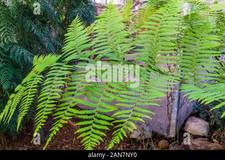 closeup of the leaves of a rough tree fern, tropical plant specie from Australia Stock Photo