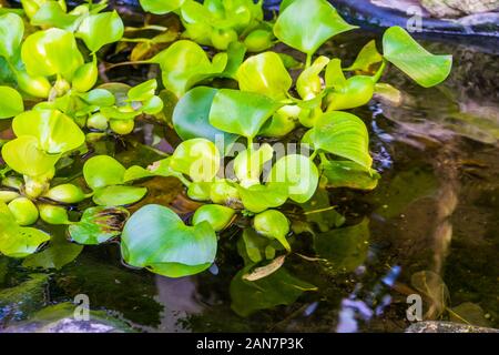 closeup of common water hyacinth plants in the water, popular tropical aquatic plant specie from america Stock Photo