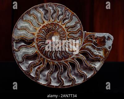 Ammonite Fossil in cross-section Stock Photo