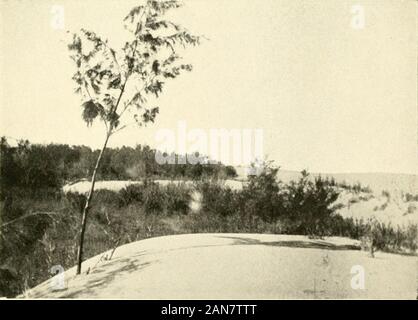 Waves of sand and snow and the eddies which make them . Plate 8.—Sand-dune encroaching on a plantation at Ismailia.. Plate 8.—On the top of an encroaching sand-dune at iMuailia, 67 DESERT SAND-DUNES 69 date-palms grew and where water could be obtainedby digging. The day had been very hot, therewas no evidence of recent rain, neither could Ihear of rain having fallen recently in the neigh-bourhood. The air was so dry that when I triedto wash my hands the soap was left as a solidfilm upon the skin owing to evaporation of thewater. Yet the sand 3 inches below the surfacewas sufficiently damp to s Stock Photo