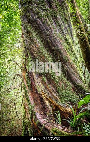 Beautifully twisted trunk of a massive tree, forest and green nature Stock Photo
