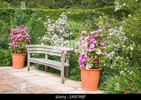 Two ornamental clematis Alaina growing in large pots flank a designer bench seat in Rosemoor gardens in June Stock Photo