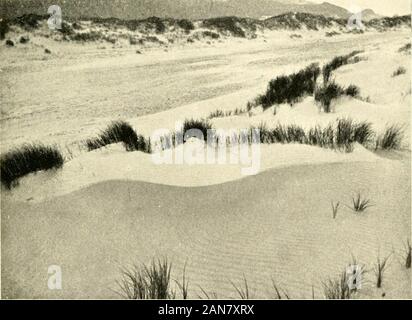 Waves of sand and snow and the eddies which make them . Plate 5.—Accumuhilion 01 hiown saiiil caused hv a fence of reeds(near Helwan).. Plate 5.—Accumulation of blown sand caused by marram .s^rass (at Aberdovey). 55 DESERT SAND-DUNES 67 in suspension, and again dropped. As rolling,however, goes on at the same time, account hasto be taken of this concurrent circumstance. The condition for uniform drift of sand in sus-pension is that the amount picked up should beequal to the amount dropped. Then there occursneither scouring nor silting. If at any place theair had less than its full charge of su Stock Photo