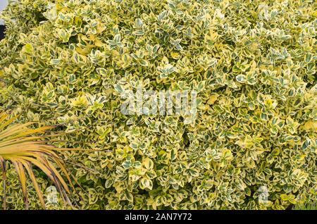 A bright wall of variegated foliage provides year-round interest and cover for birdlife. Euonymus Emerald 'N' Gold Stock Photo